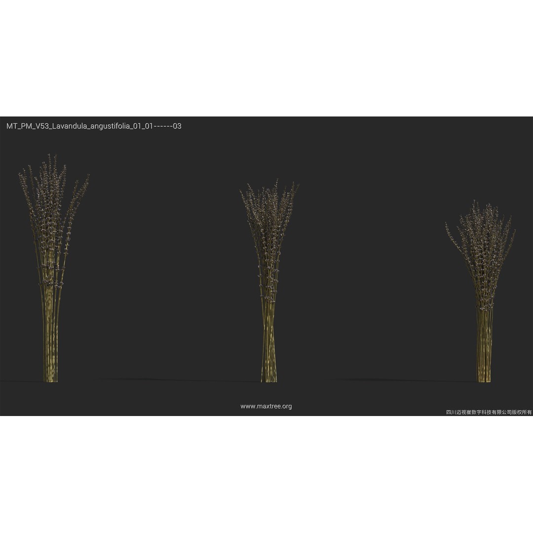 Dried Flower 3D Model – High Poly Collection, FBX, Blender, Max - View 26