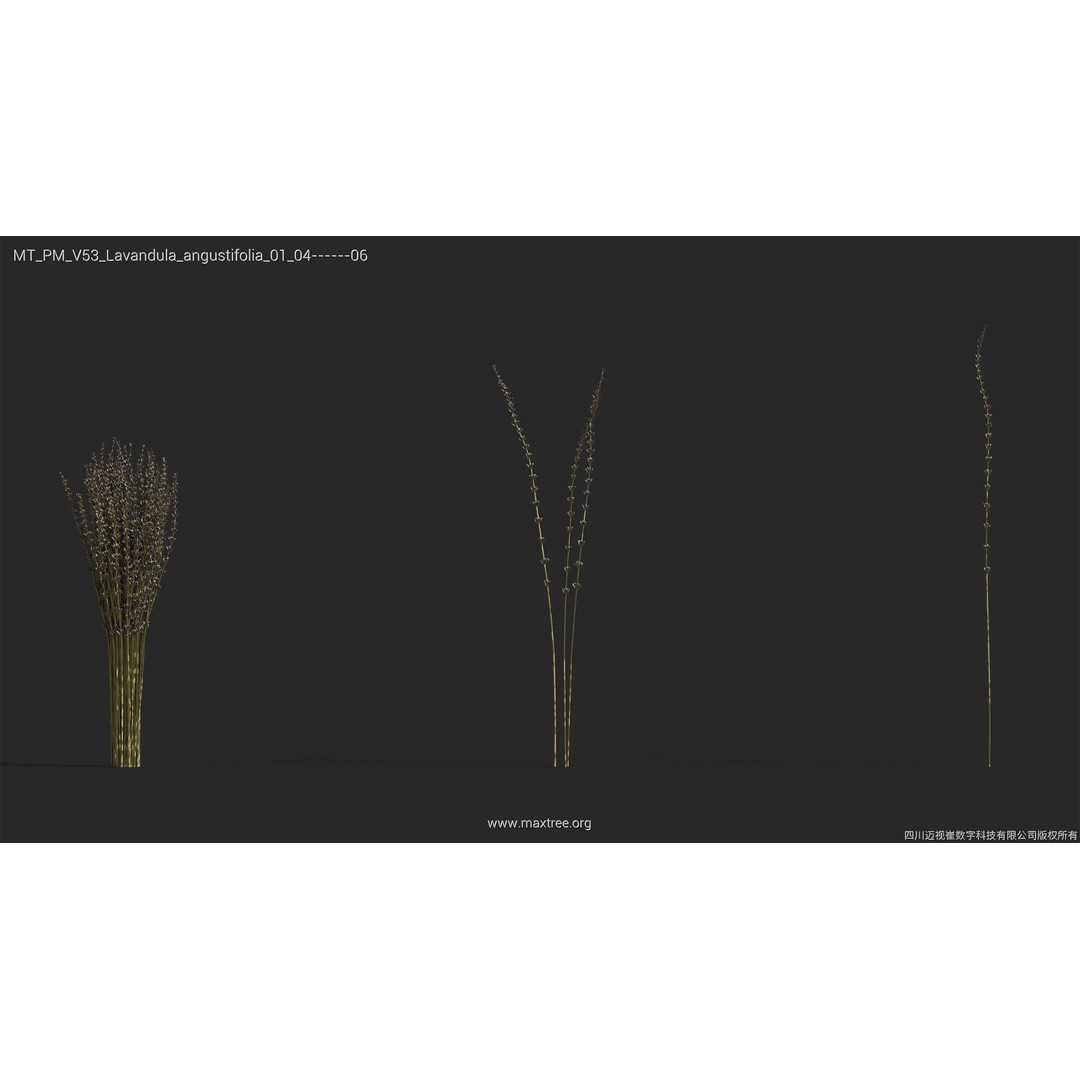 Dried Flower 3D Model – High Poly Collection, FBX, Blender, Max - View 27