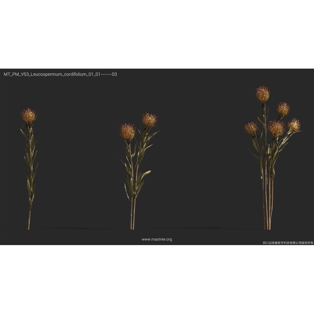 Dried Flower 3D Model – High Poly Collection, FBX, Blender, Max - View 28