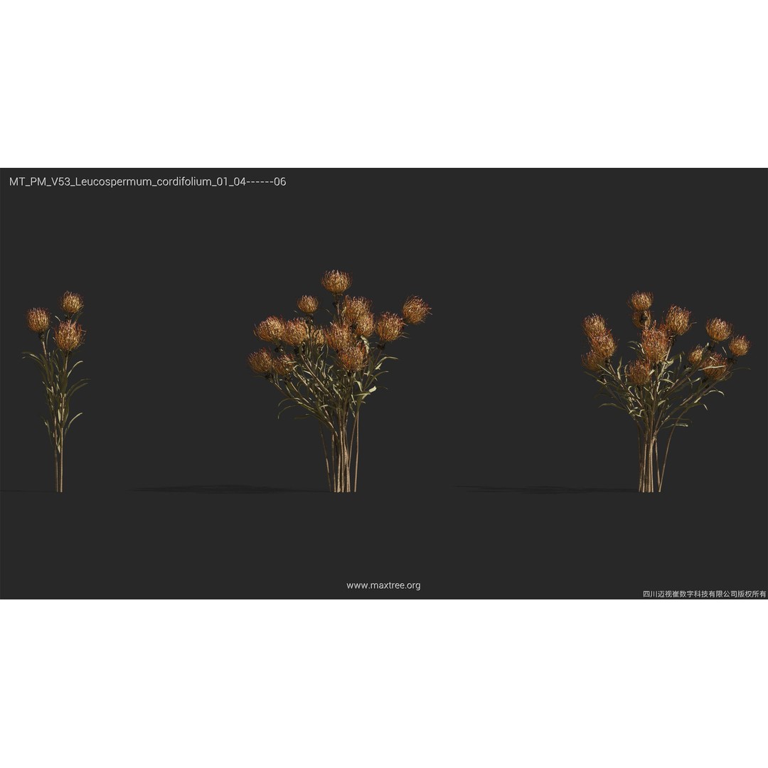 Dried Flower 3D Model – High Poly Collection, FBX, Blender, Max - View 29