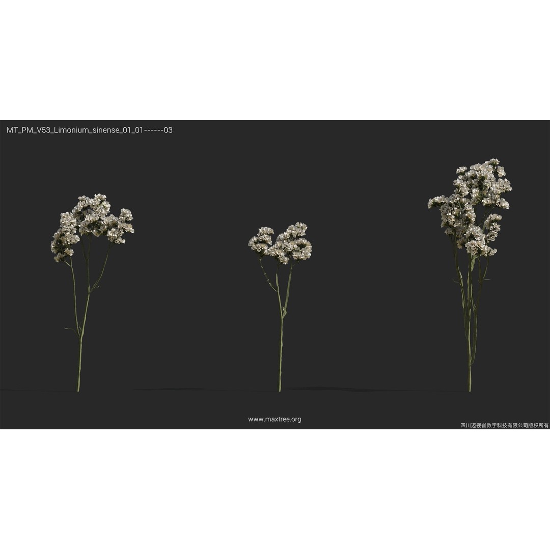 Dried Flower 3D Model – High Poly Collection, FBX, Blender, Max - View 30