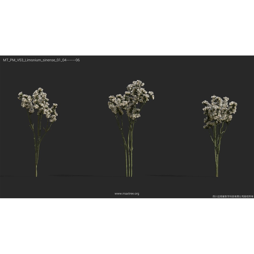 Dried Flower 3D Model – High Poly Collection, FBX, Blender, Max - View 31