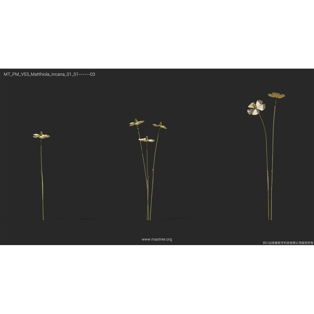 Dried Flower 3D Model – High Poly Collection, FBX, Blender, Max - View 32