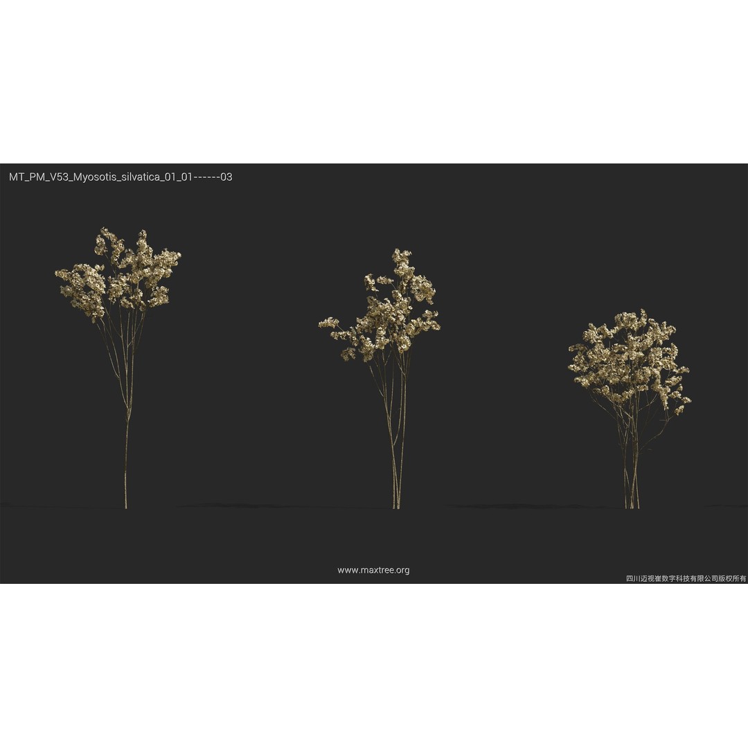 Dried Flower 3D Model – High Poly Collection, FBX, Blender, Max - View 34