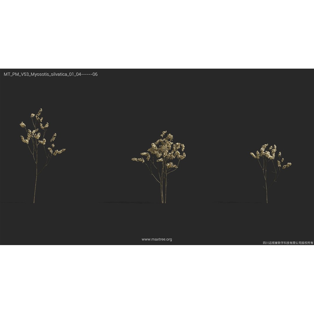 Dried Flower 3D Model – High Poly Collection, FBX, Blender, Max - View 35