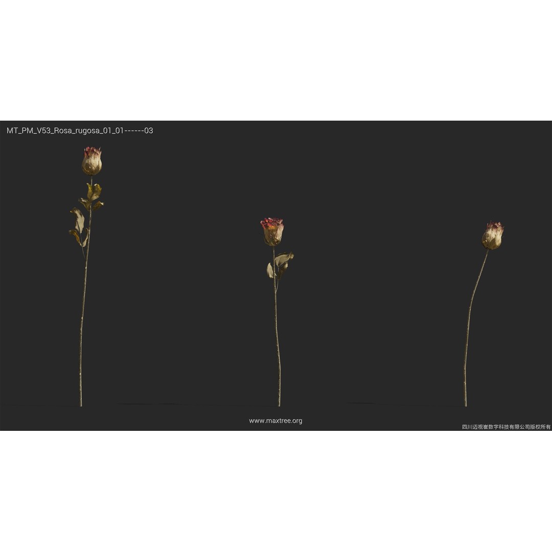 Dried Flower 3D Model – High Poly Collection, FBX, Blender, Max - View 36