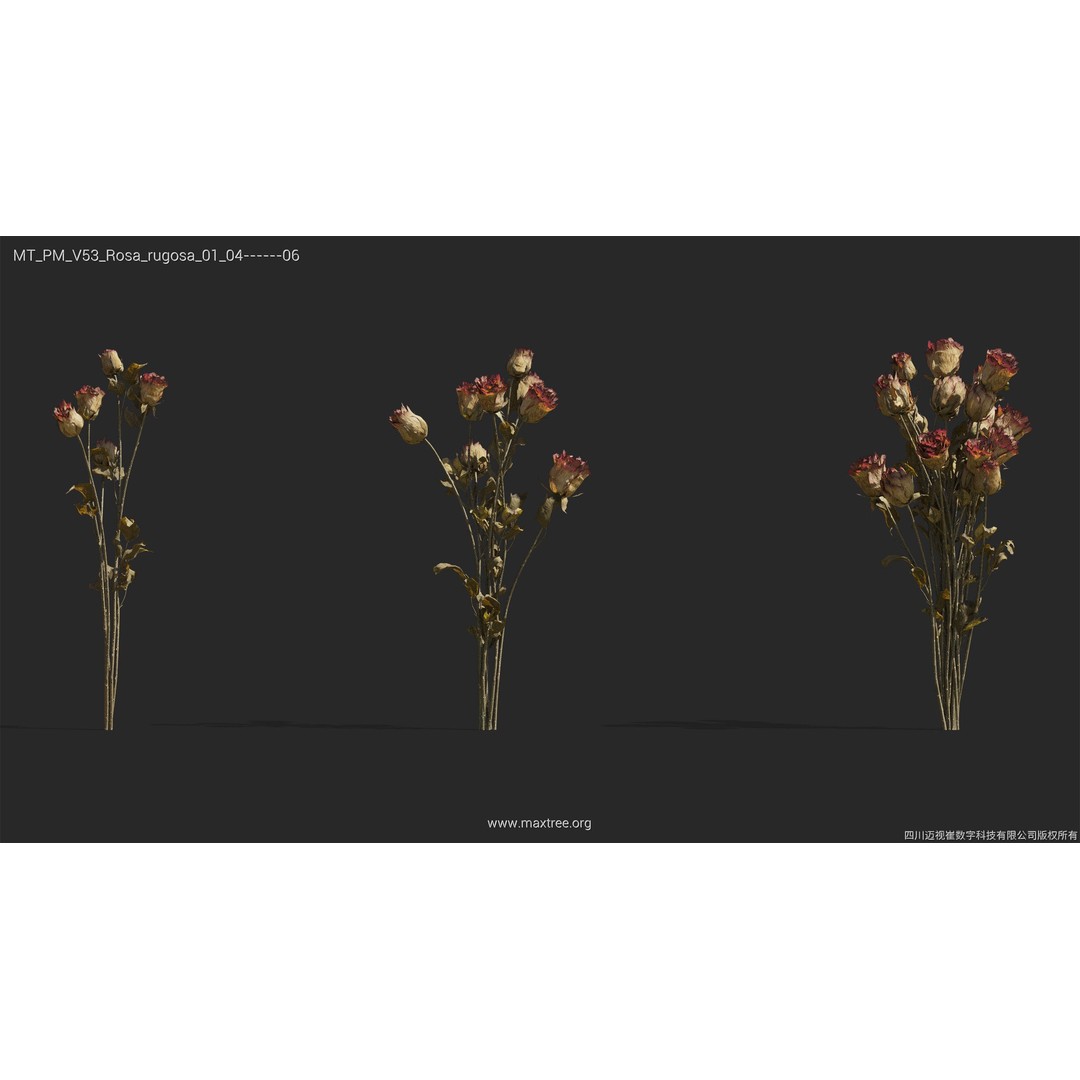 Dried Flower 3D Model – High Poly Collection, FBX, Blender, Max - View 37
