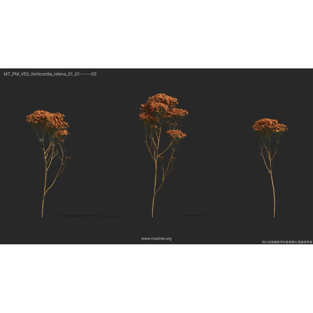 Dried Flower 3D Model – High Poly Collection, FBX, Blender, Max - View 44