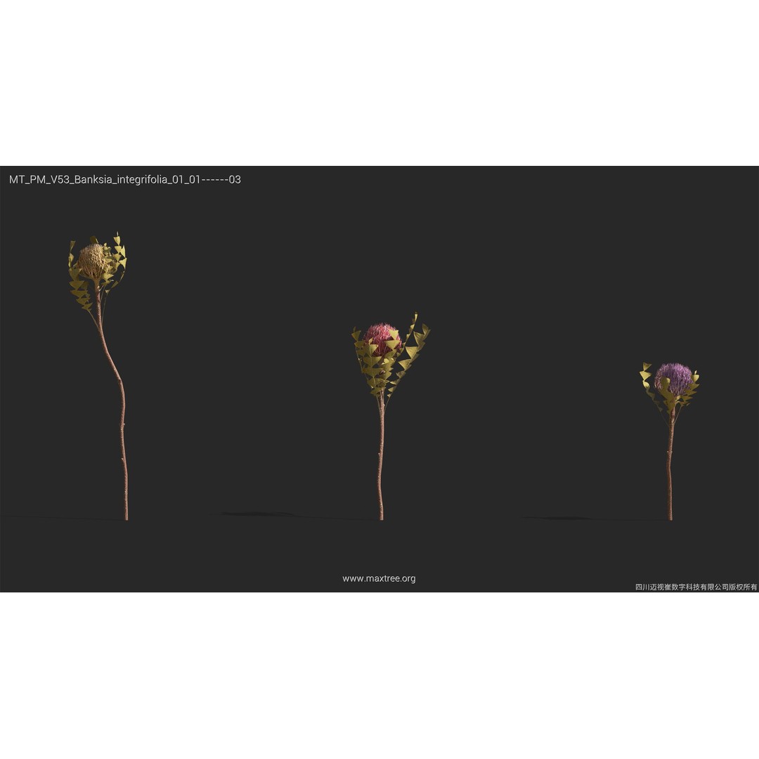 Dried Flower 3D Model – High Poly Collection, FBX, Blender, Max - View 6