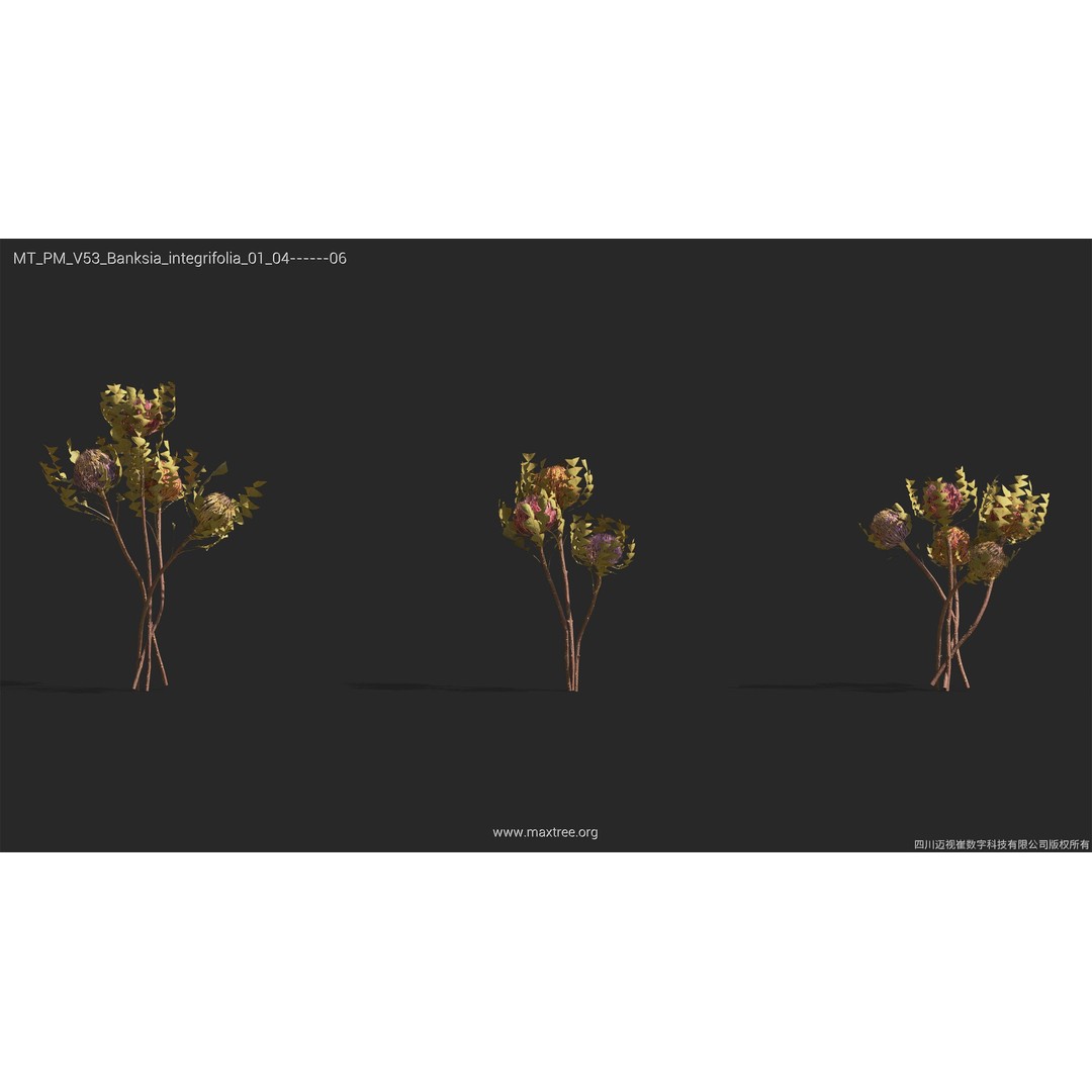 Dried Flower 3D Model – High Poly Collection, FBX, Blender, Max - View 7