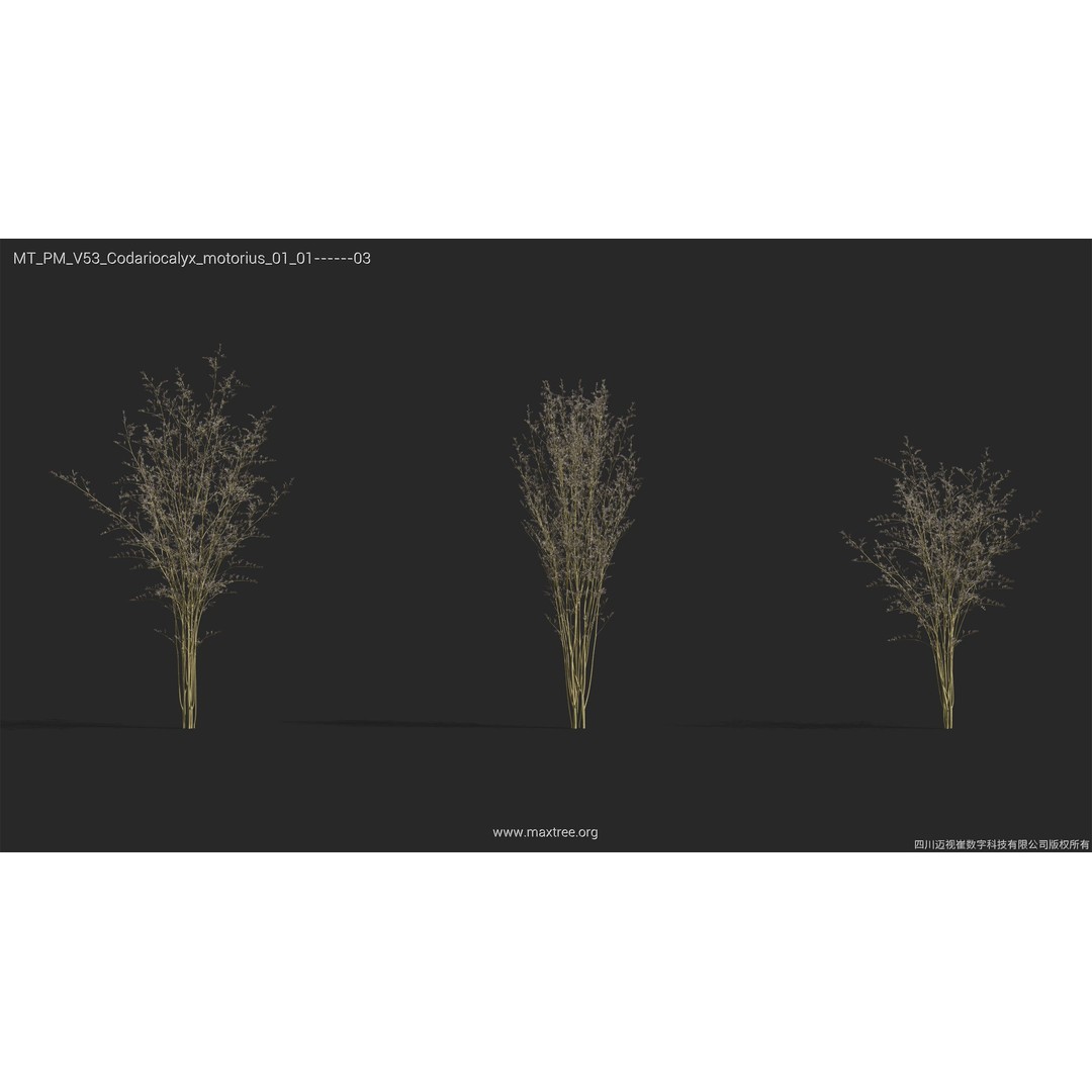Dried Flower 3D Model – High Poly Collection, FBX, Blender, Max - View 8
