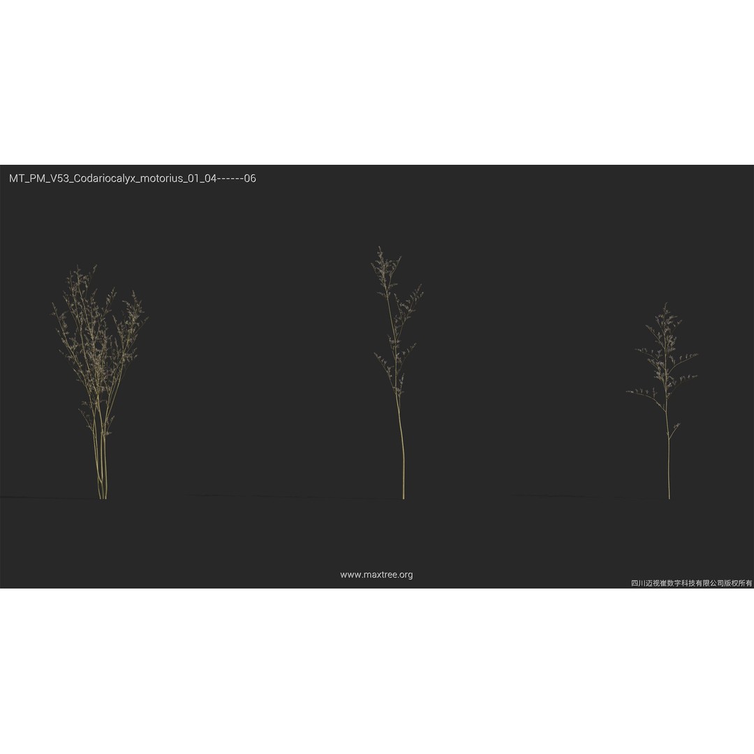 Dried Flower 3D Model – High Poly Collection, FBX, Blender, Max - View 9