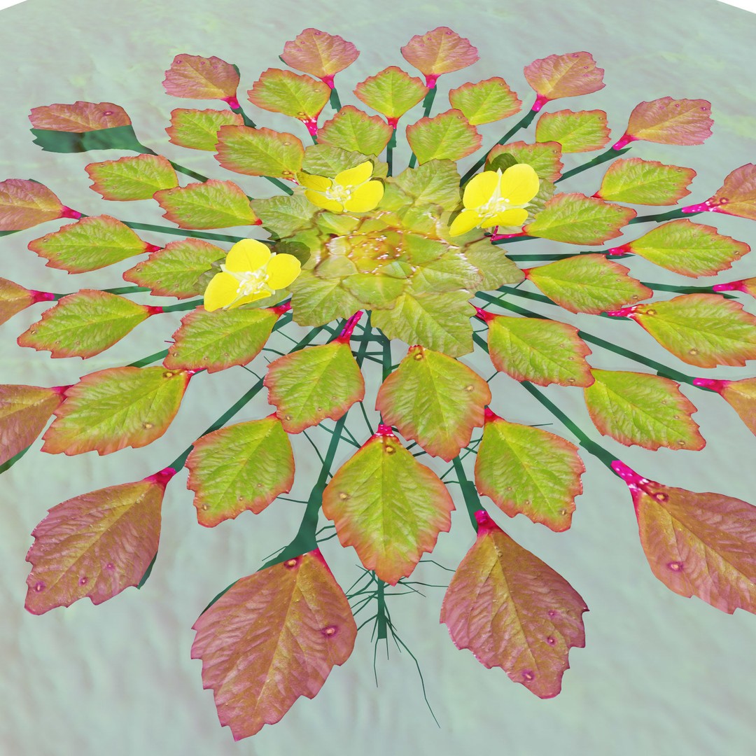 Mosaic Plant 3D Model – Low Poly Aquatic Asset, PBR Textures - View 10