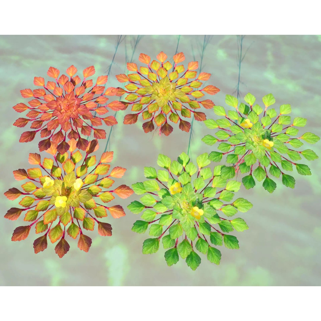 Mosaic Plant 3D Model – Low Poly Aquatic Asset, PBR Textures - View 2