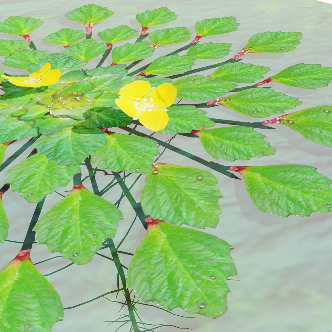 Mosaic Plant 3D Model – Low Poly Aquatic Asset, PBR Textures - View 5