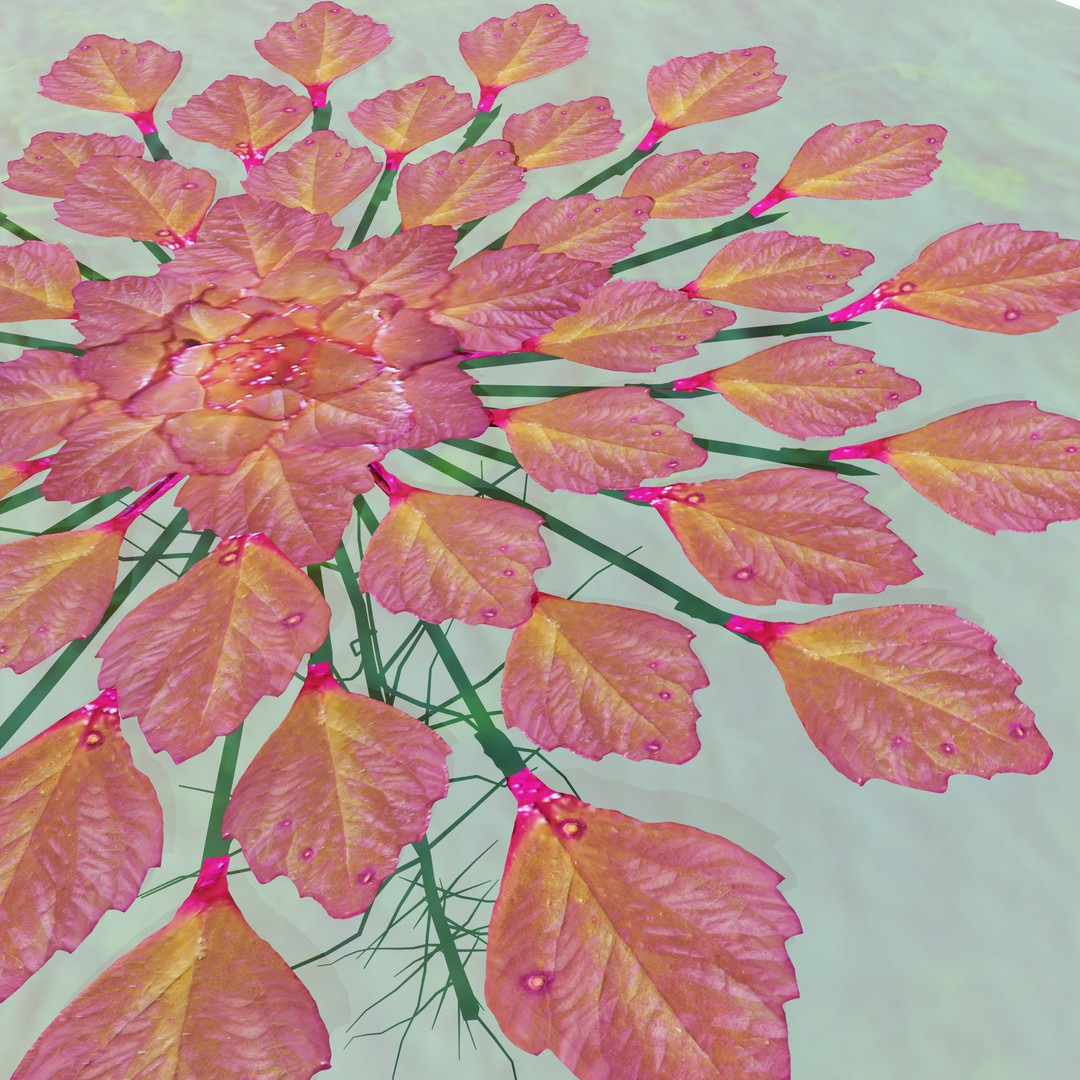 Mosaic Plant 3D Model – Low Poly Aquatic Asset, PBR Textures - View 7