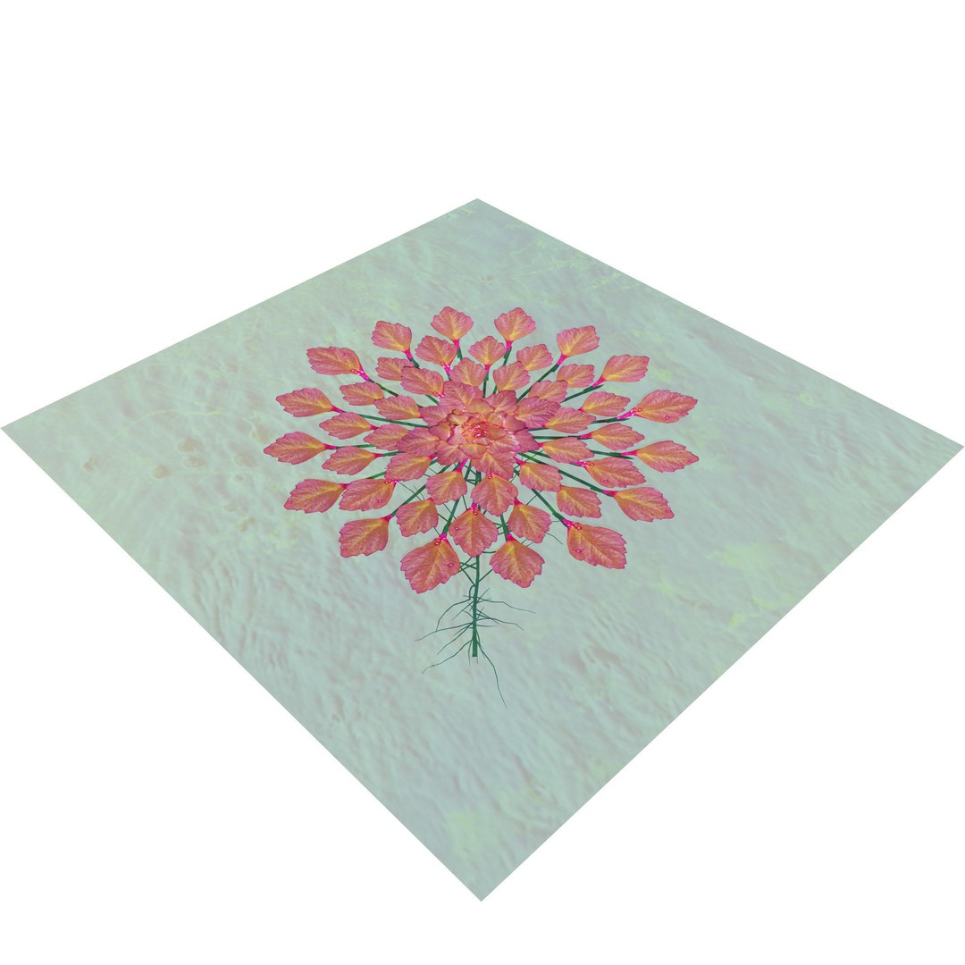 Mosaic Plant 3D Model – Low Poly Aquatic Asset, PBR Textures - View 8