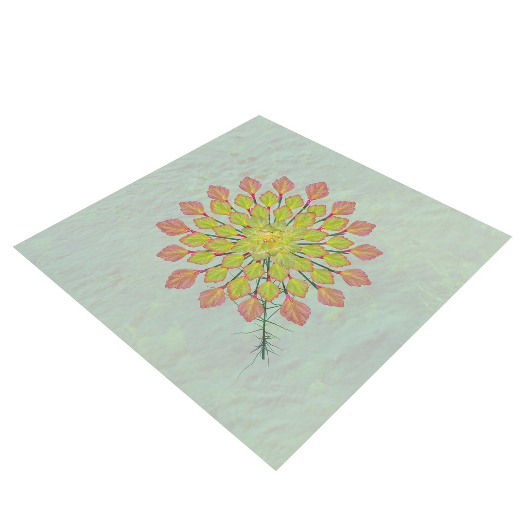 Mosaic Plant 3D Model – Low Poly Aquatic Asset, PBR Textures - View 9