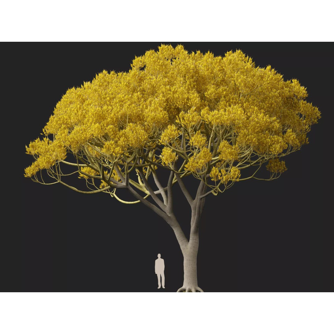 Schizolobium Parahyba 3D Model – Low Poly Brazilian Fern Tree, FBX