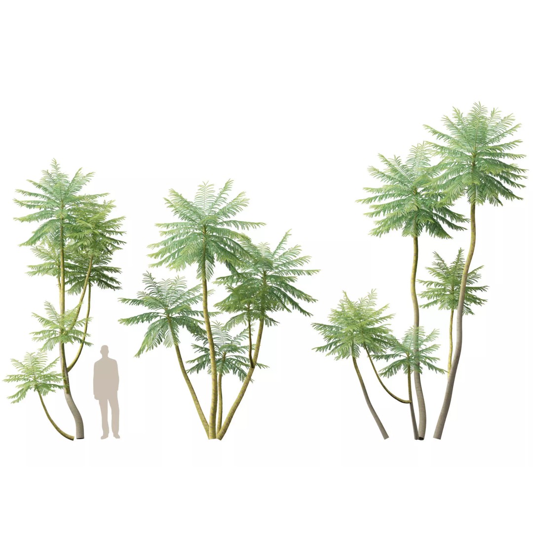 Schizolobium Parahyba 3D Model – Low Poly Brazilian Fern Tree, FBX - View 10