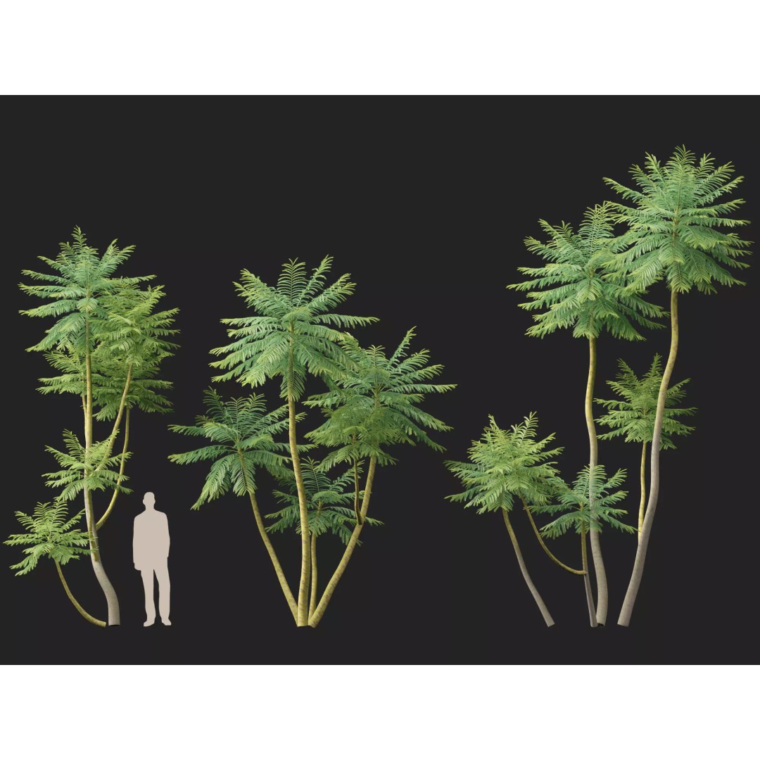 Schizolobium Parahyba 3D Model – Low Poly Brazilian Fern Tree, FBX - View 11