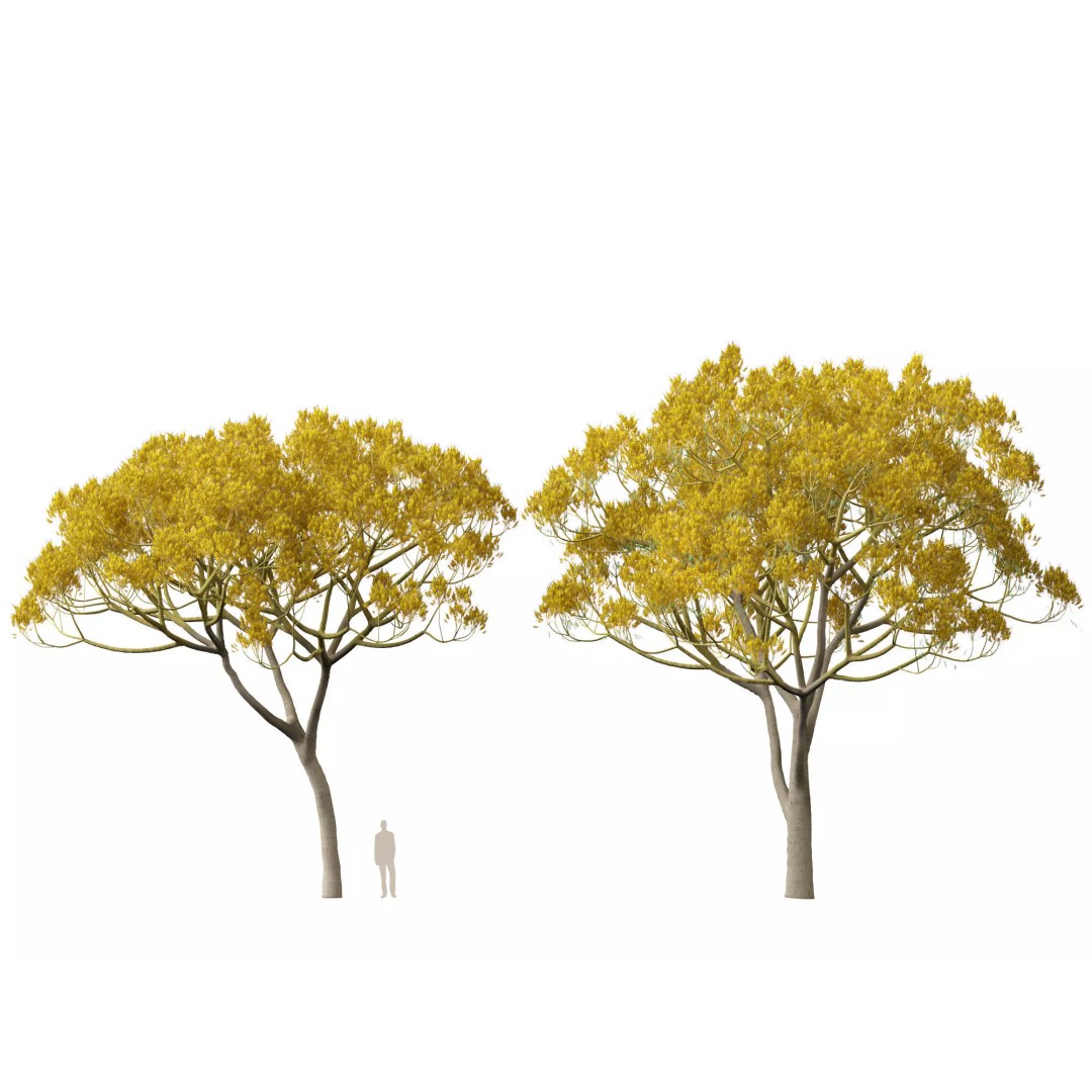 Schizolobium Parahyba 3D Model – Low Poly Brazilian Fern Tree, FBX - View 12