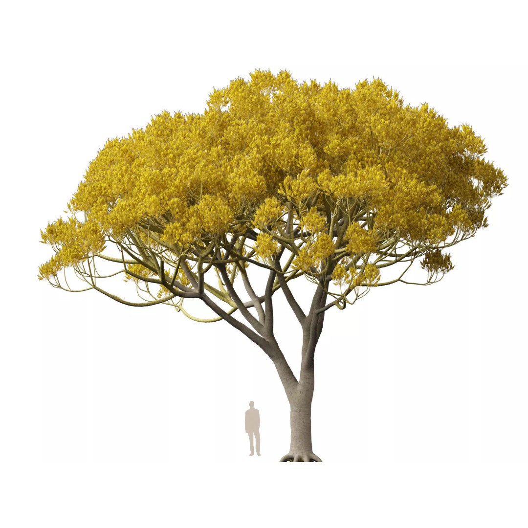 Schizolobium Parahyba 3D Model – Low Poly Brazilian Fern Tree, FBX - View 13