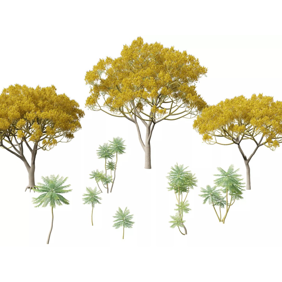 Schizolobium Parahyba 3D Model – Low Poly Brazilian Fern Tree, FBX - View 2