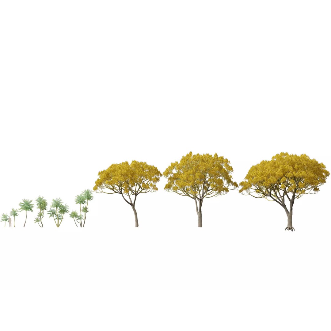 Schizolobium Parahyba 3D Model – Low Poly Brazilian Fern Tree, FBX - View 3