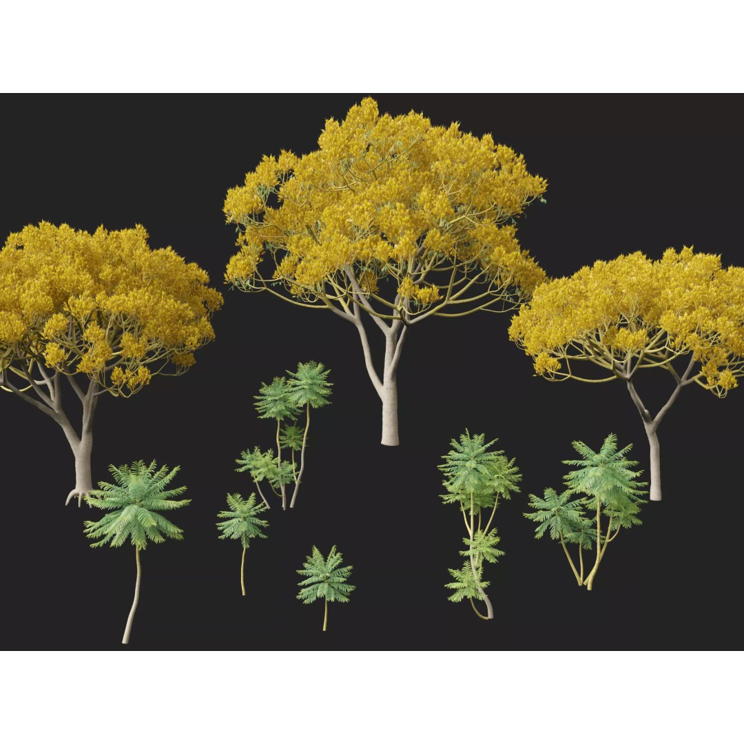 Schizolobium Parahyba 3D Model – Low Poly Brazilian Fern Tree, FBX - View 4