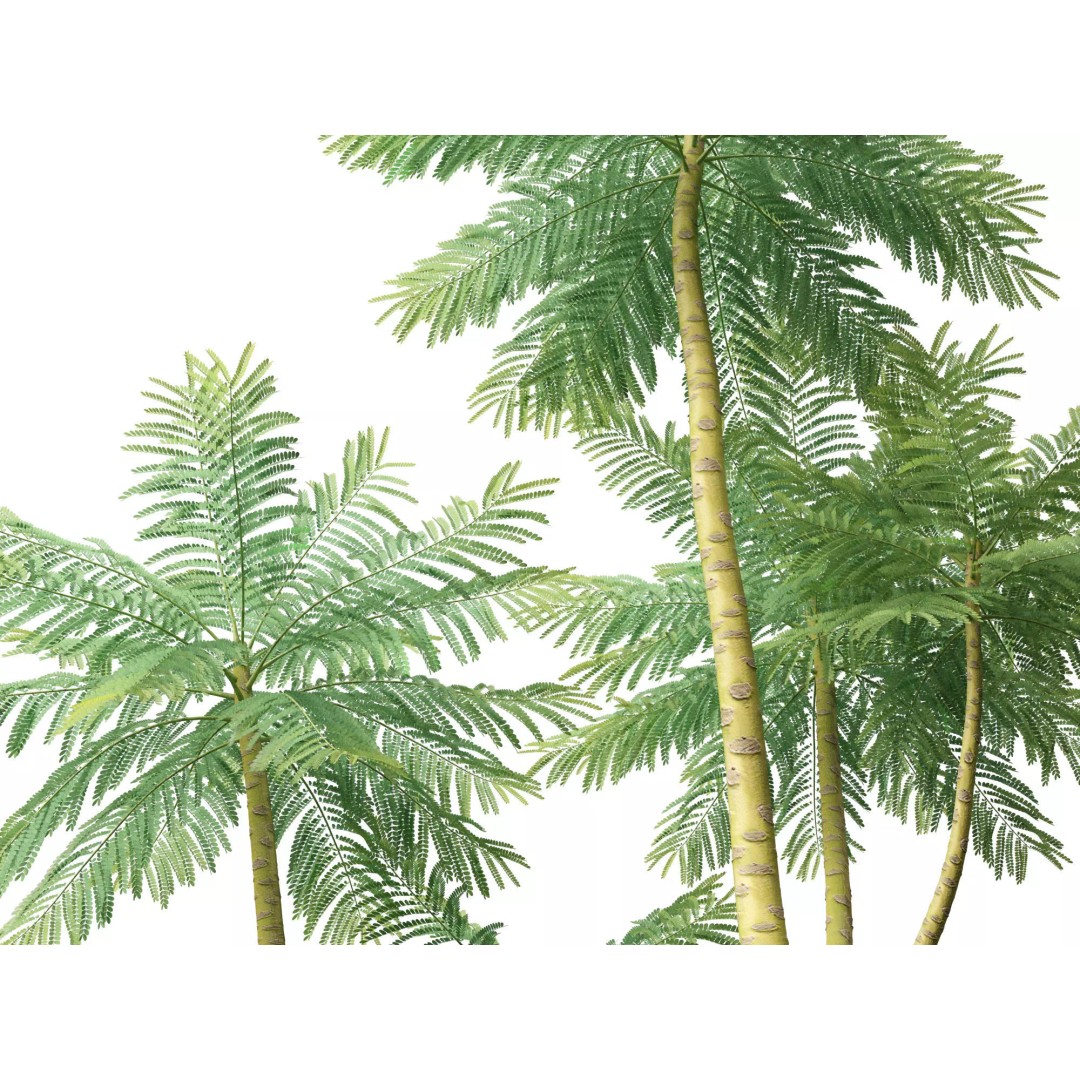 Schizolobium Parahyba 3D Model – Low Poly Brazilian Fern Tree, FBX - View 5