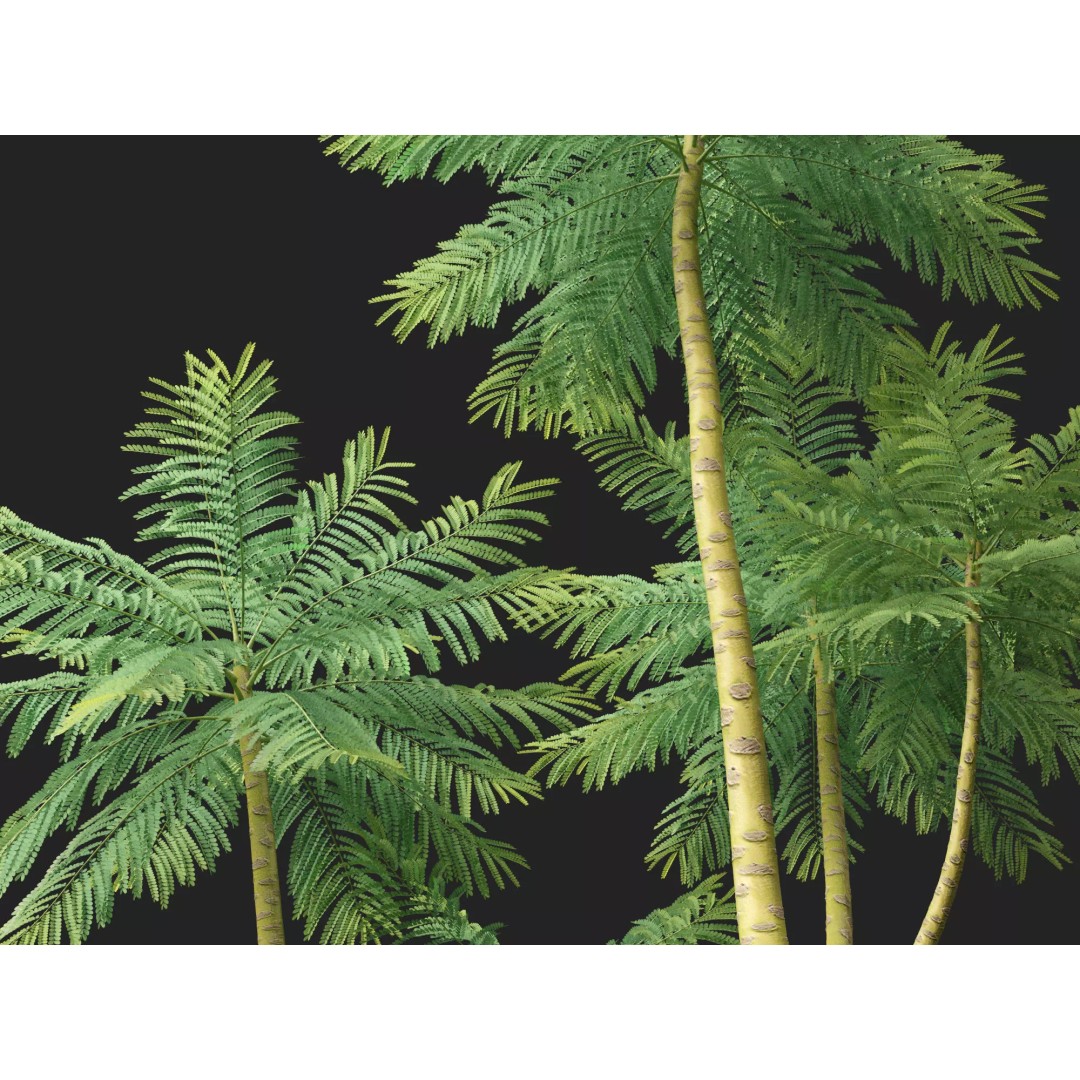Schizolobium Parahyba 3D Model – Low Poly Brazilian Fern Tree, FBX - View 6