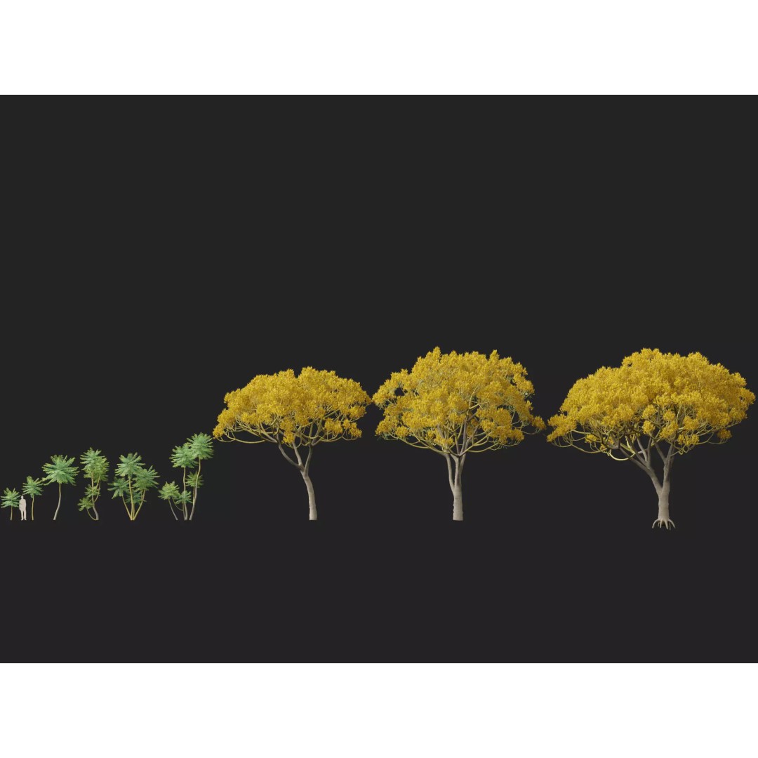 Schizolobium Parahyba 3D Model – Low Poly Brazilian Fern Tree, FBX - View 7