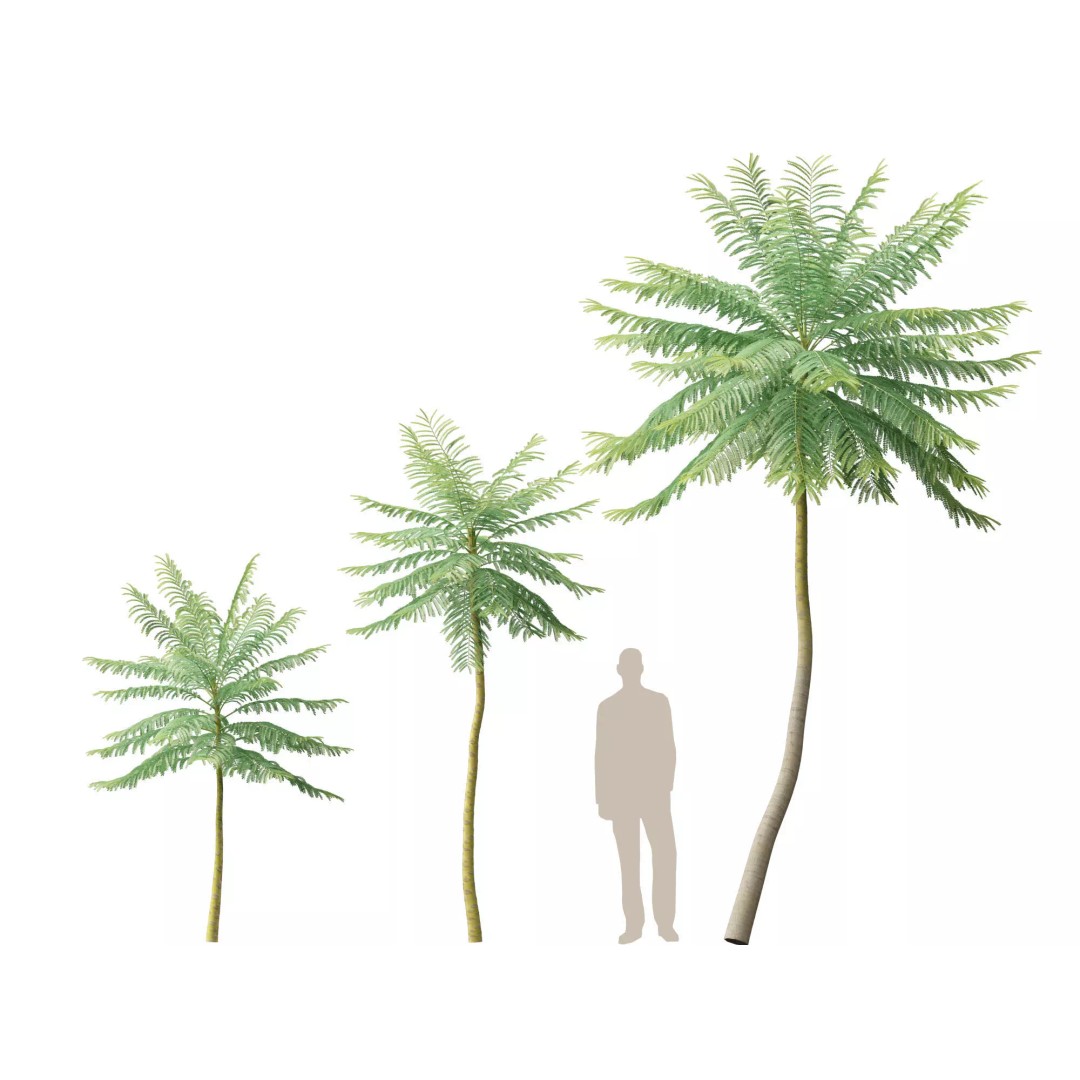 Schizolobium Parahyba 3D Model – Low Poly Brazilian Fern Tree, FBX - View 8