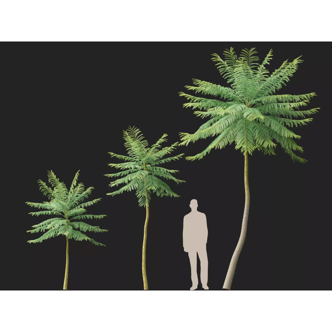 Schizolobium Parahyba 3D Model – Low Poly Brazilian Fern Tree, FBX - View 9