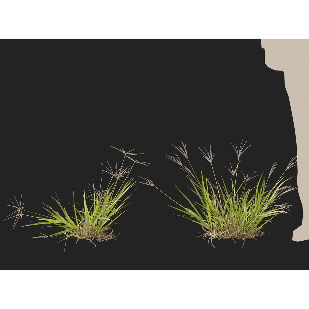 Spider Grass 3D Model – Low Poly Plant Asset, FBX, PBR Textures - View 13