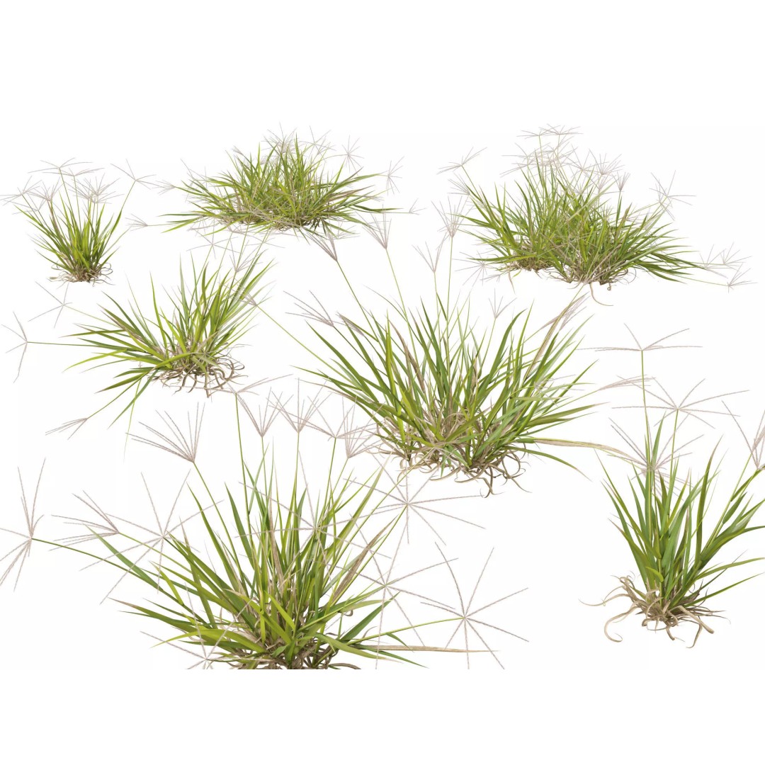 Spider Grass 3D Model – Low Poly Plant Asset, FBX, PBR Textures - View 2