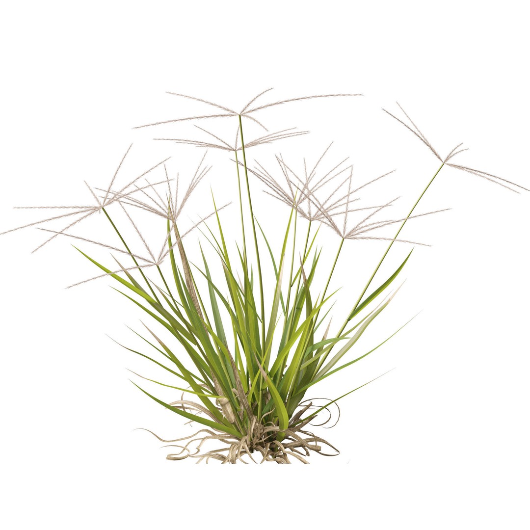 Spider Grass 3D Model – Low Poly Plant Asset, FBX, PBR Textures - View 5