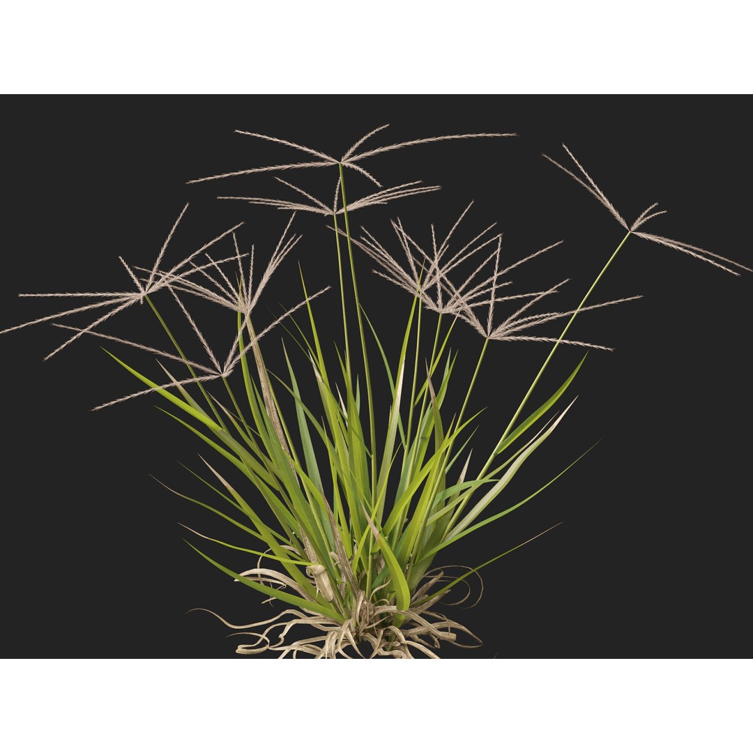 Spider Grass 3D Model – Low Poly Plant Asset, FBX, PBR Textures - View 6