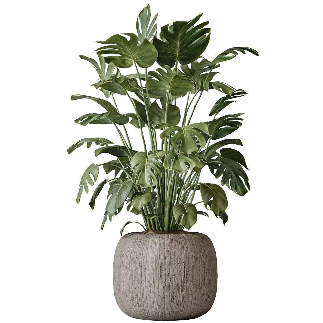 Indoor Plants 3D Model – Tropical Collection with PBR Textures, FBX, OBJ - View 5