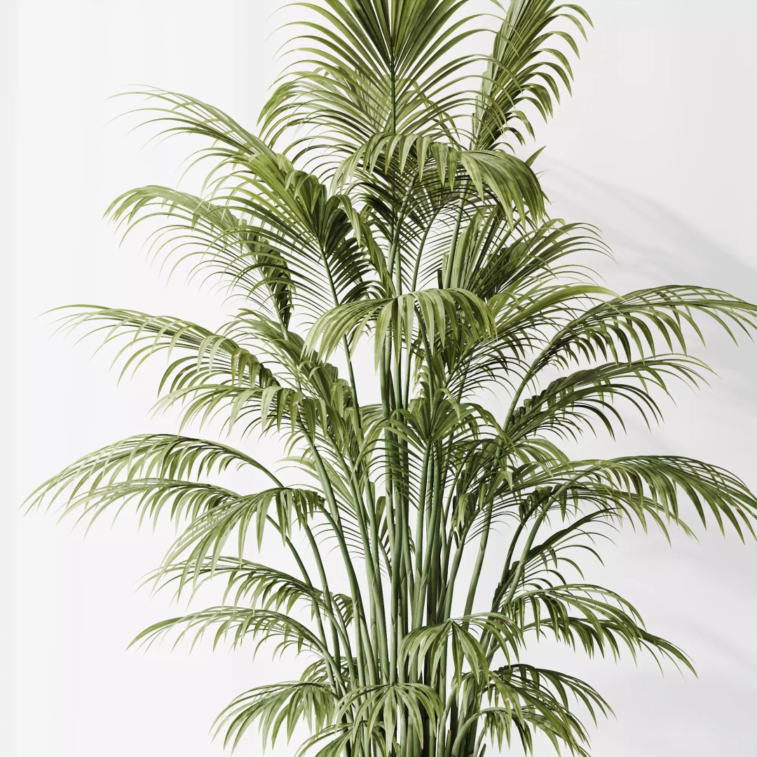Indoor Plants 3D Model – Tropical Collection with PBR Textures, FBX, OBJ - View 7