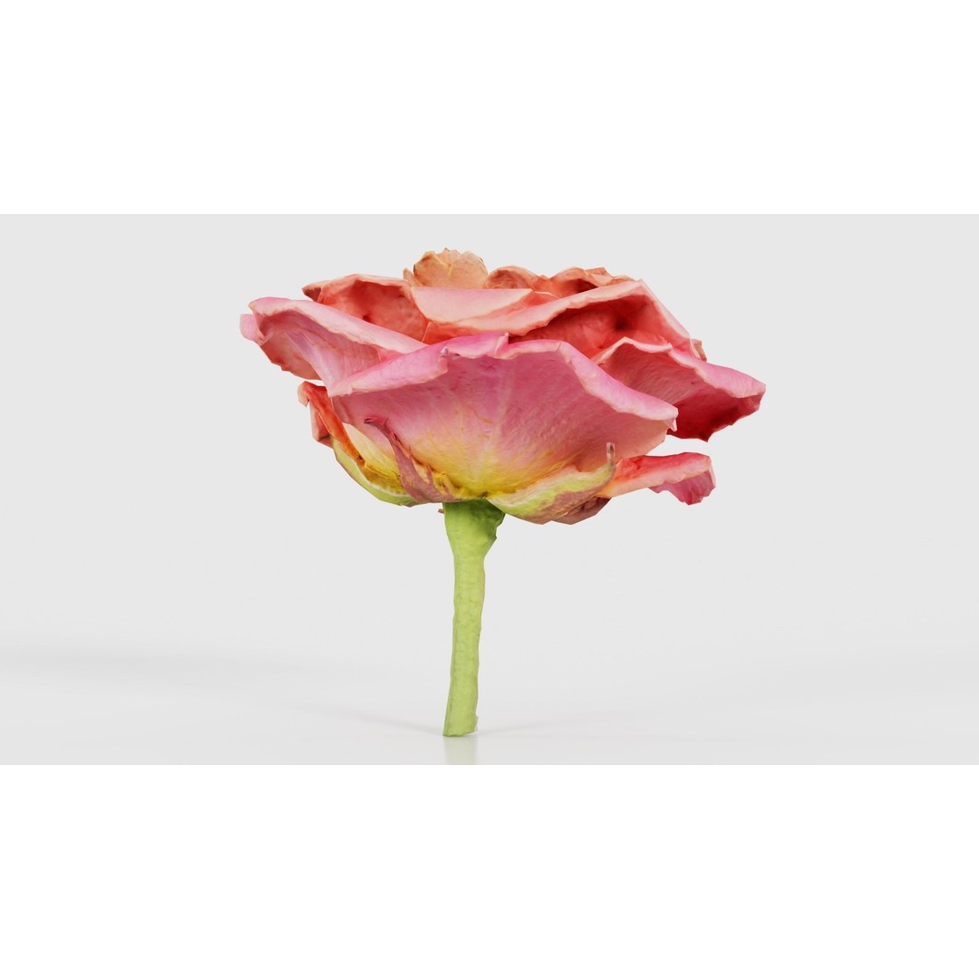Close Up Bengal Rose 3D Model – Low Poly Game Asset, FBX, PBR