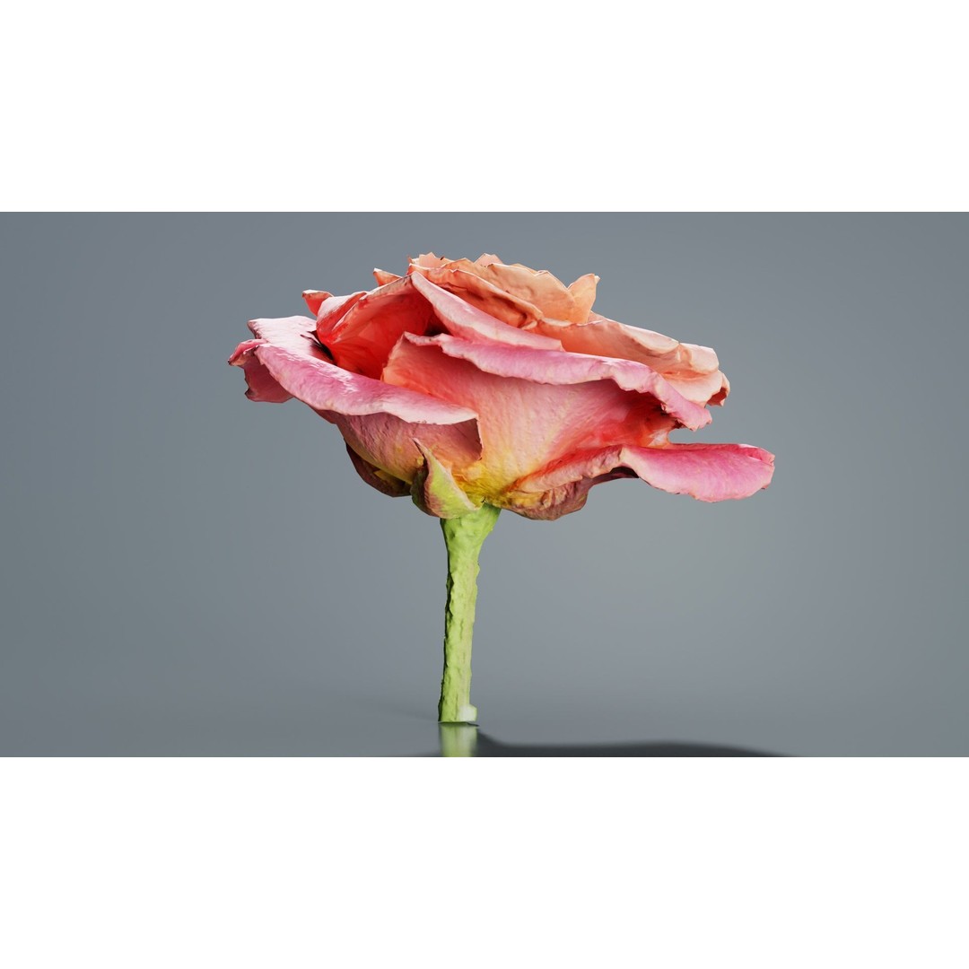 Close Up Bengal Rose 3D Model – Low Poly Game Asset, FBX, PBR - View 10