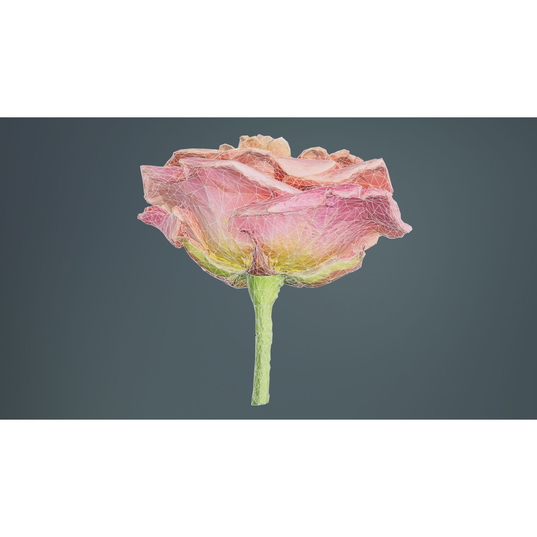 Close Up Bengal Rose 3D Model – Low Poly Game Asset, FBX, PBR - View 11