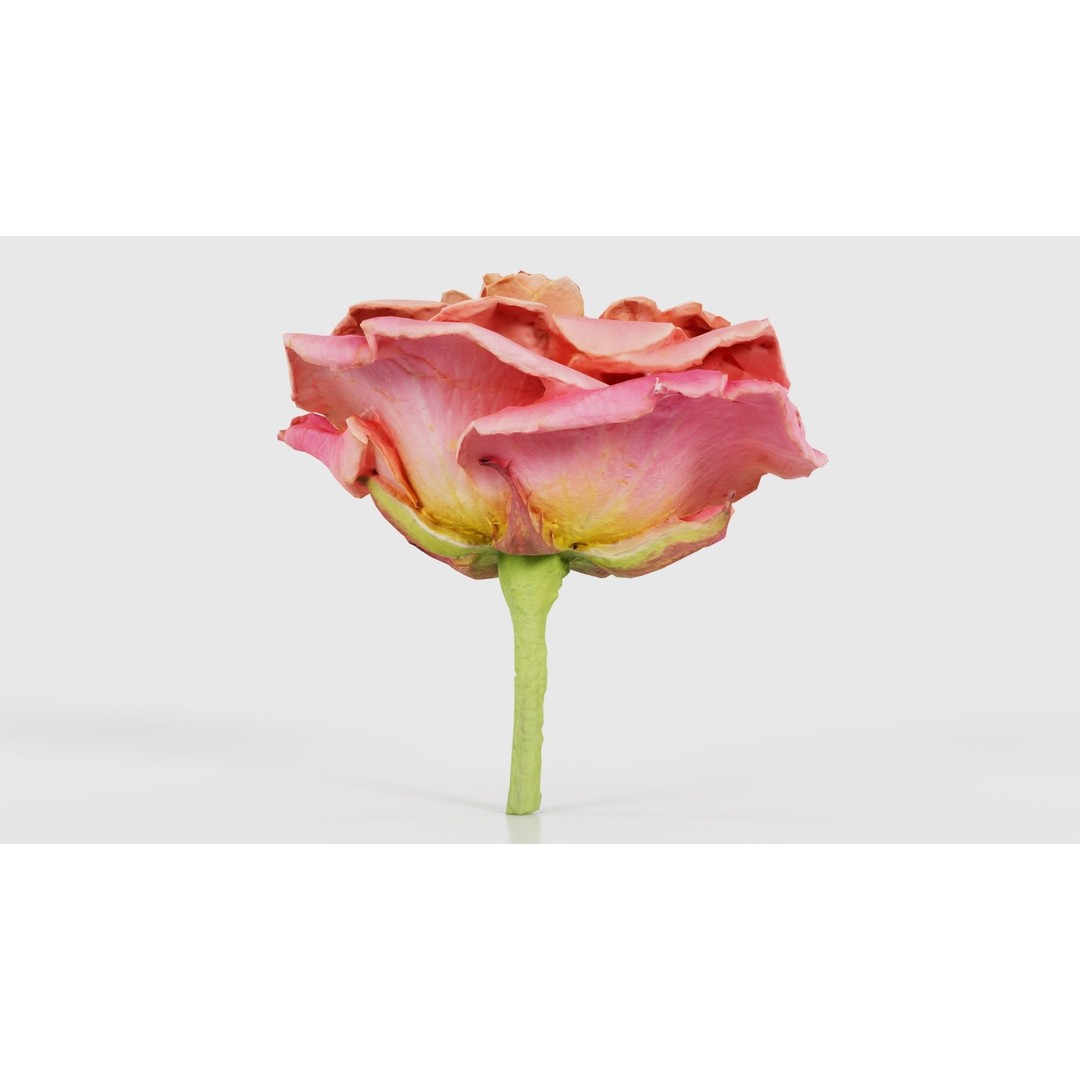 Close Up Bengal Rose 3D Model – Low Poly Game Asset, FBX, PBR - View 17