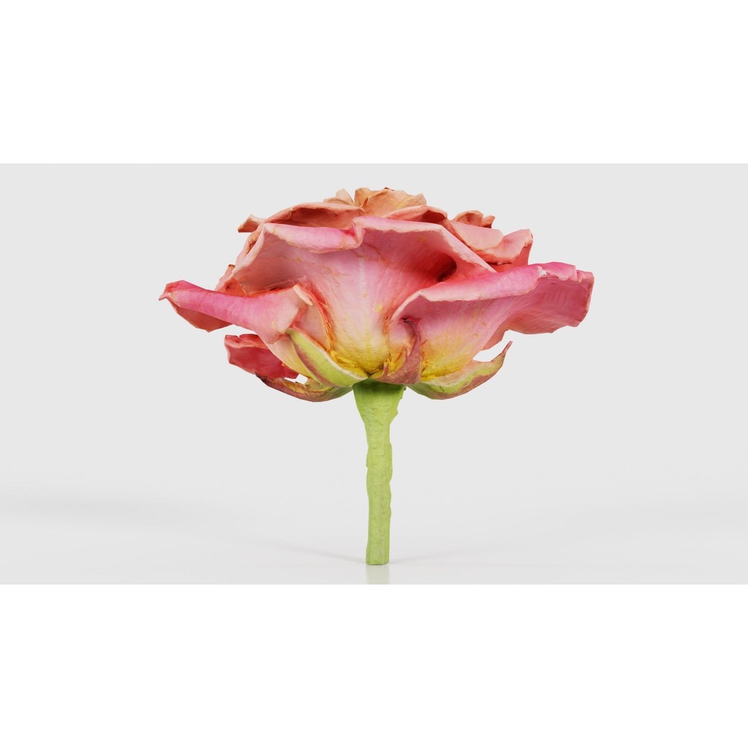 Close Up Bengal Rose 3D Model – Low Poly Game Asset, FBX, PBR - View 18