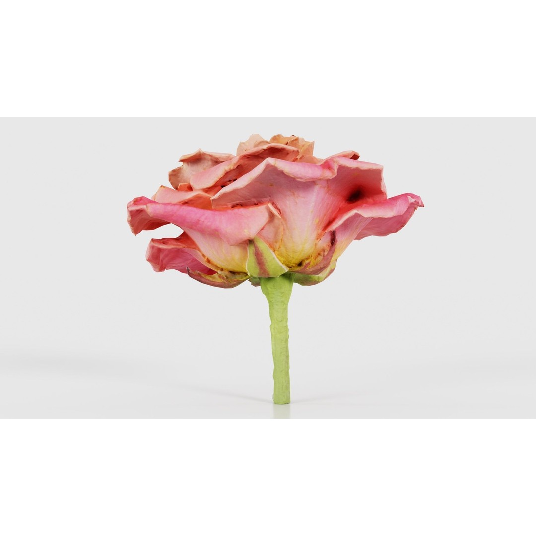 Close Up Bengal Rose 3D Model – Low Poly Game Asset, FBX, PBR - View 19