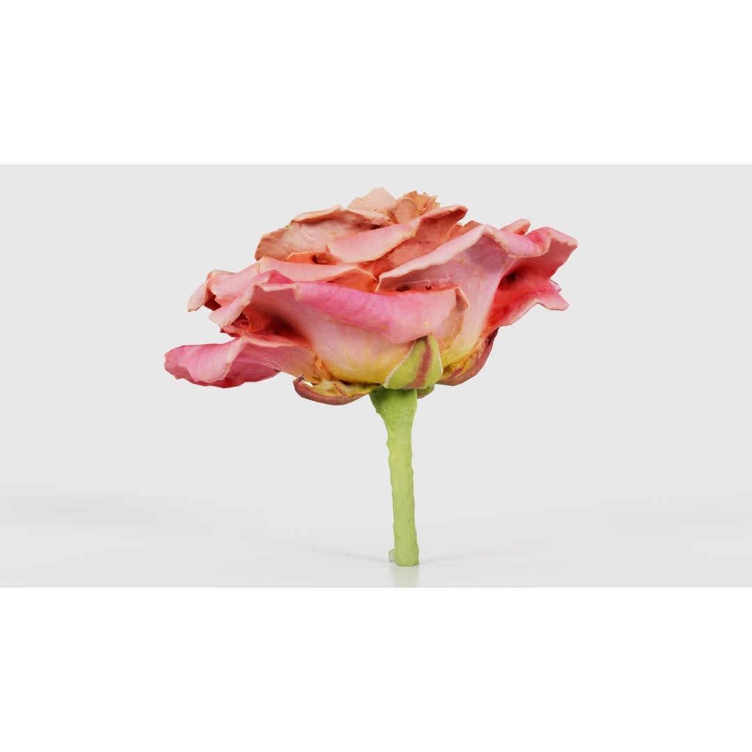 Close Up Bengal Rose 3D Model – Low Poly Game Asset, FBX, PBR - View 20