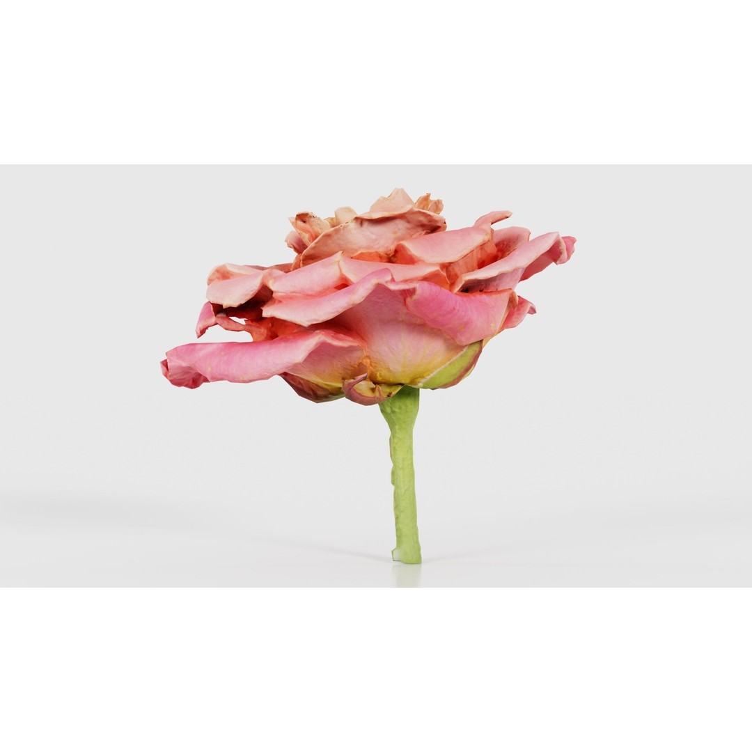 Close Up Bengal Rose 3D Model – Low Poly Game Asset, FBX, PBR - View 21