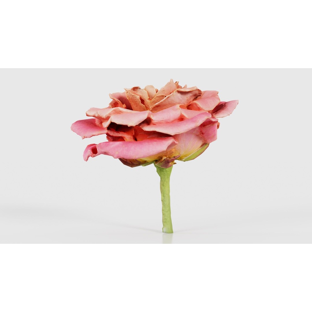 Close Up Bengal Rose 3D Model – Low Poly Game Asset, FBX, PBR - View 22